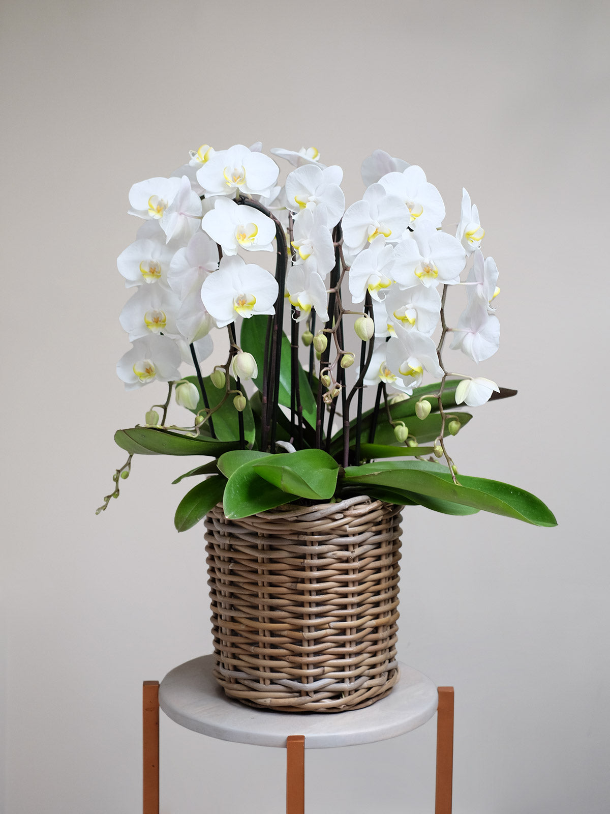 Country Charm | White Orchid | Orchid Delivery London | Order By 4pm