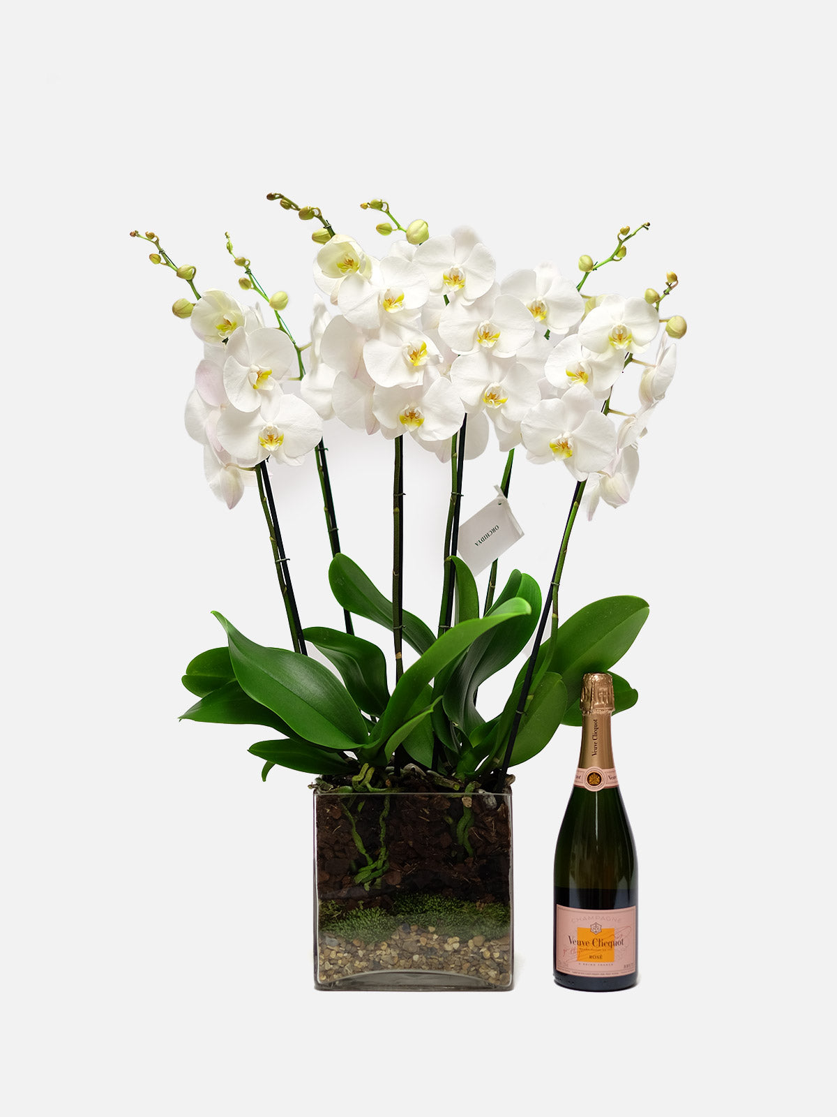 White Orchid in Cylinder Glass