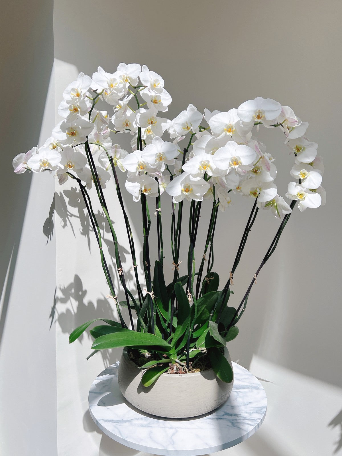 White orchid plant in a pot on a marble surface with a light background