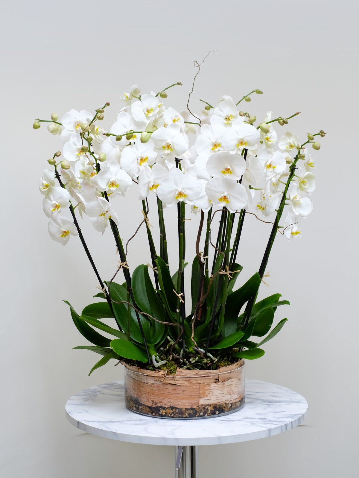 White orchid plant in a pot on a marble table against a light gray background