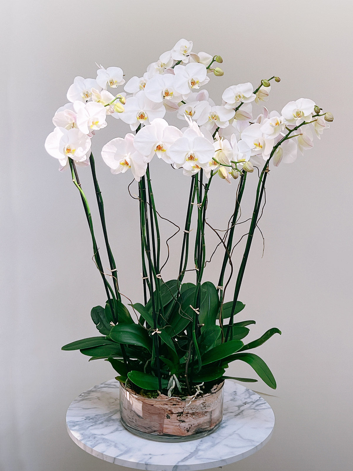 Luxury Orchid Arrangement