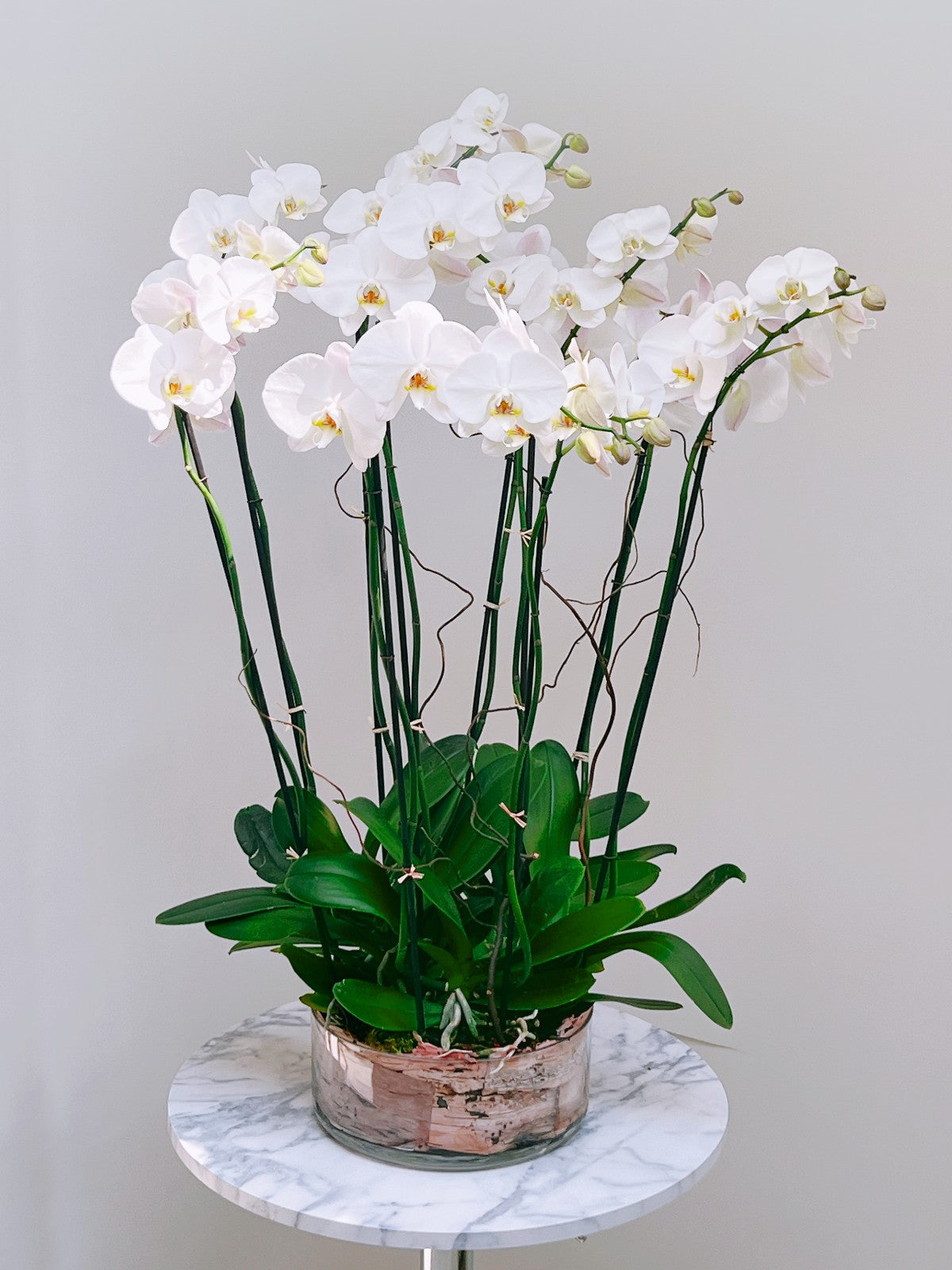 Luxury Orchid Arrangement