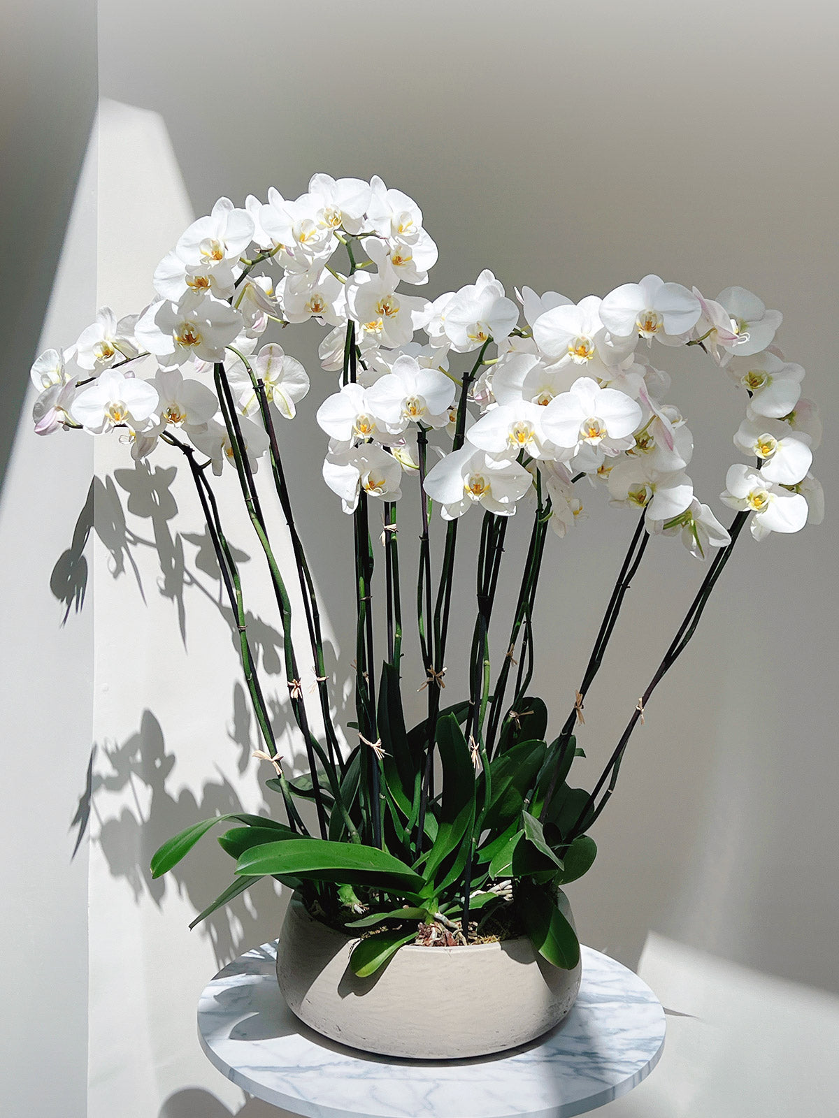 Premium Orchid Arrangement