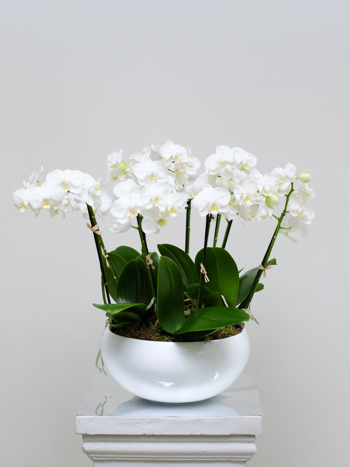 White orchid plant in a white pot on a gray background