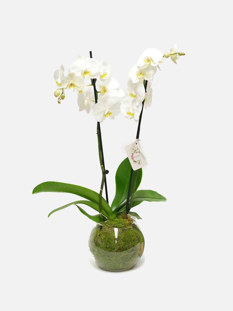 Orchidy by Top End - White main image 0