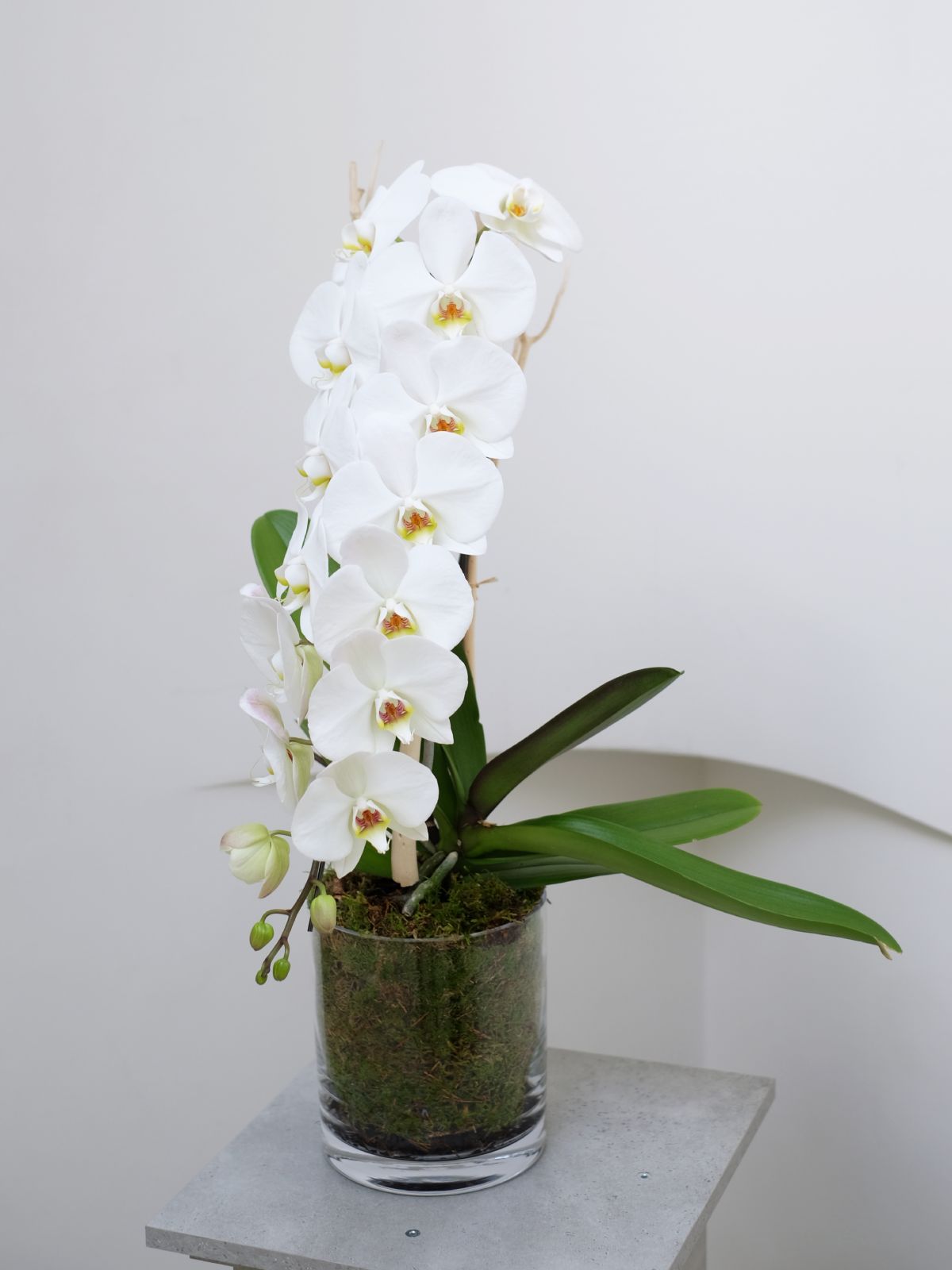 Cascading White Orchid