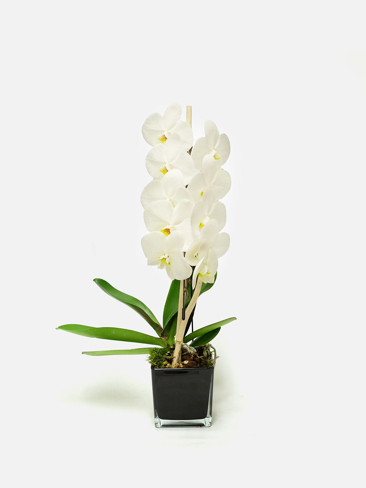 Cascading White Orchid