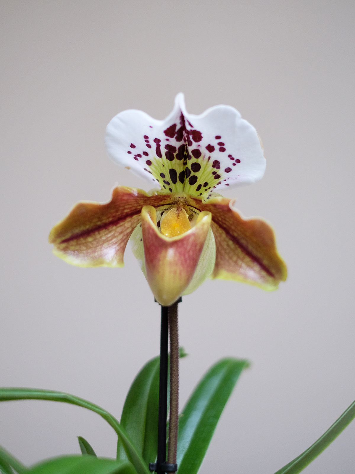 Slipper orchid online flower