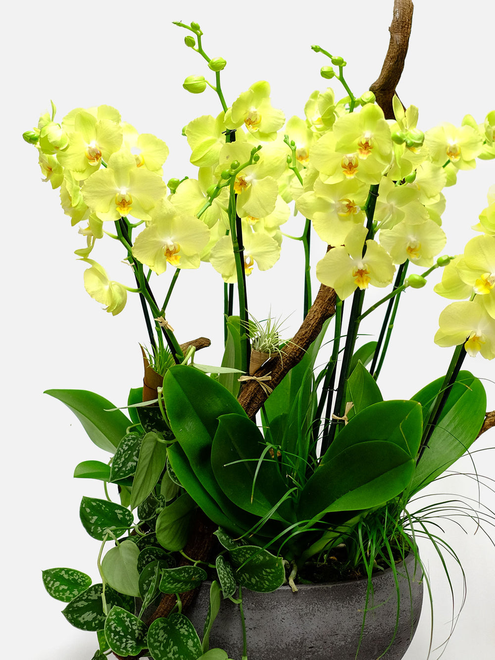 Big Bird luxury orchid delivery Orchidya