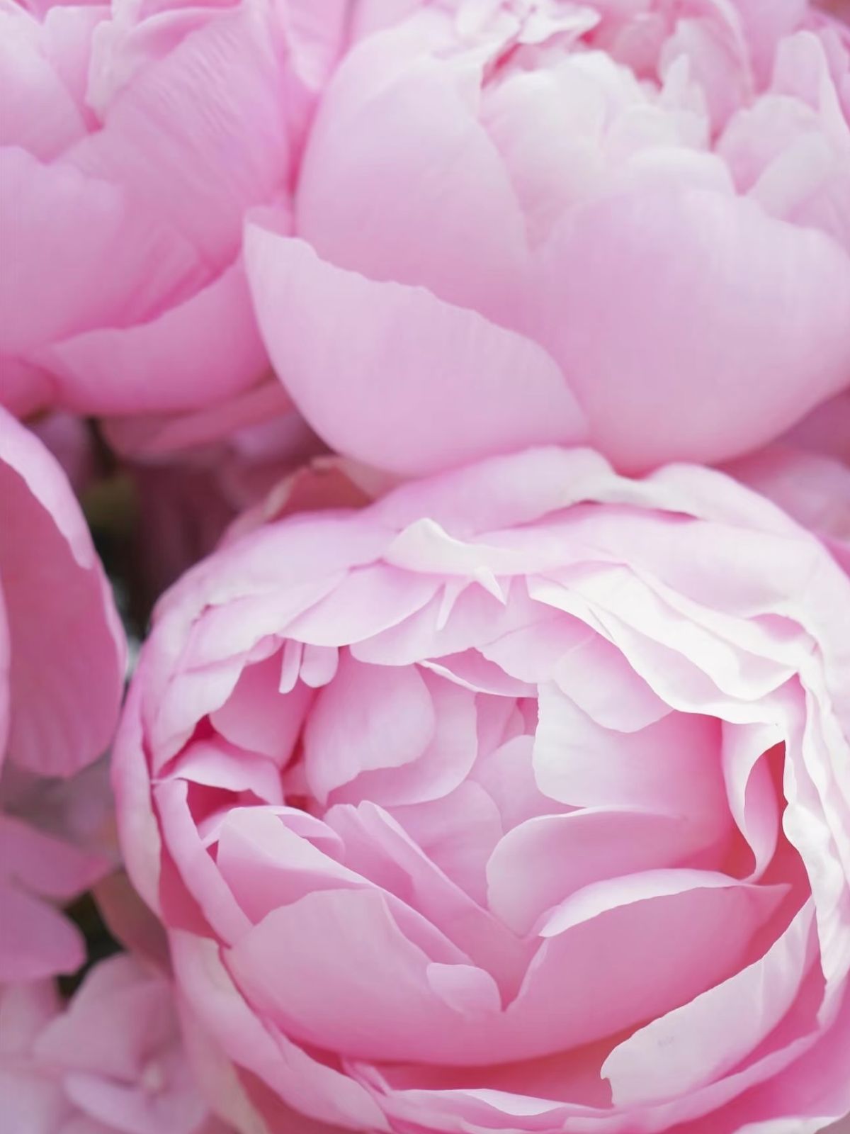 Pink Peony Moon