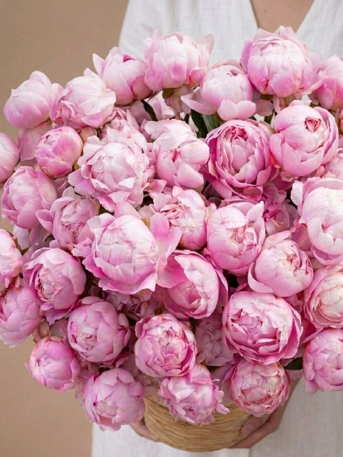 Pink Peony Moon