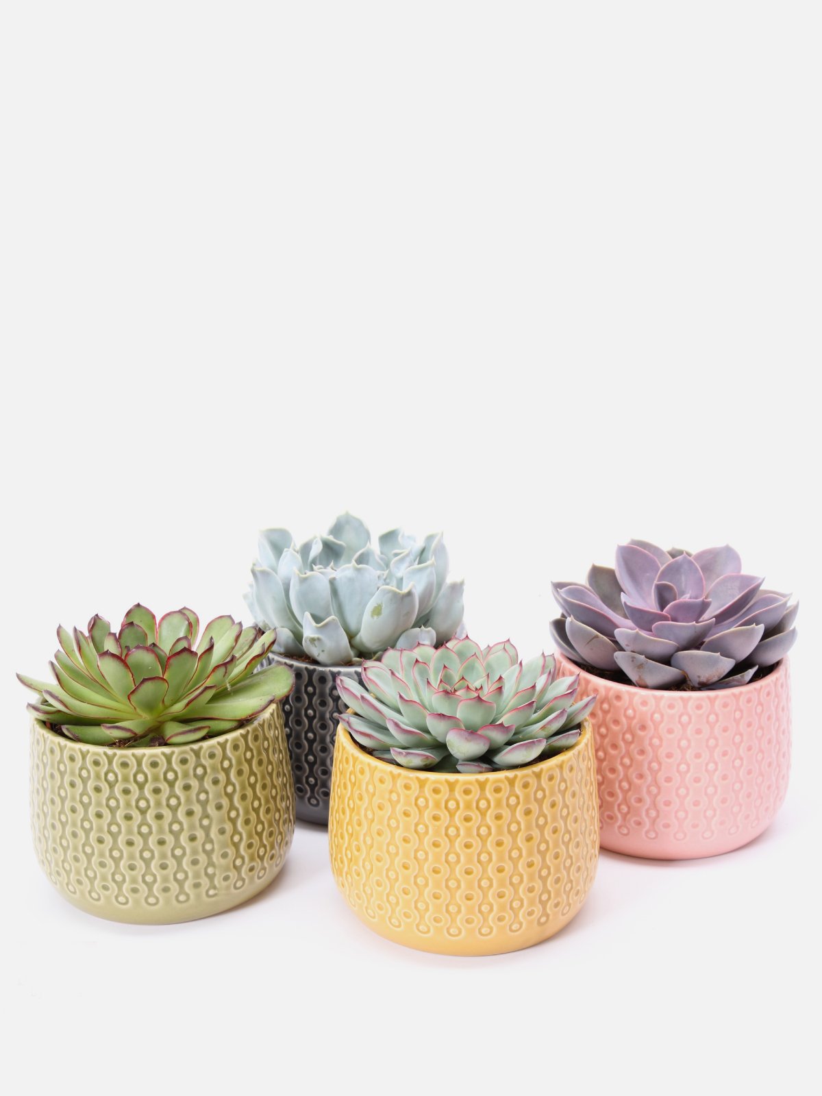 Succulent Nook