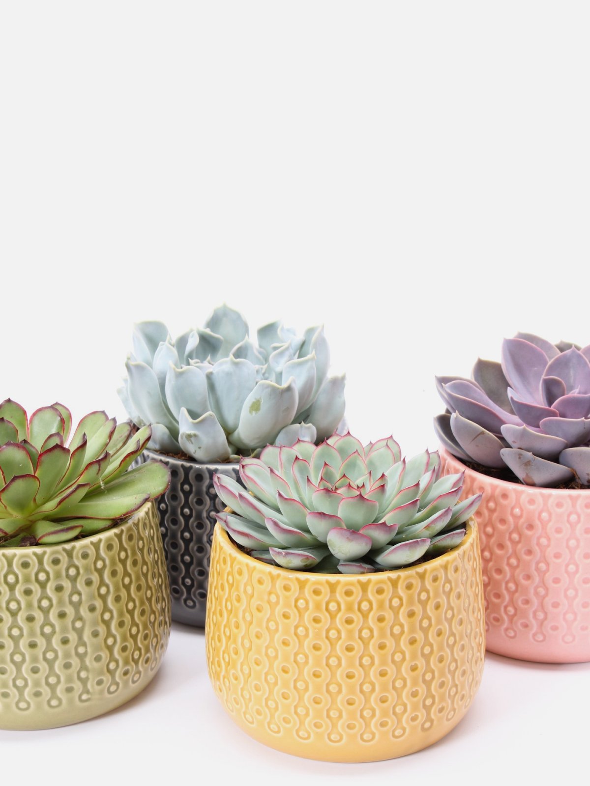 Succulent Nook