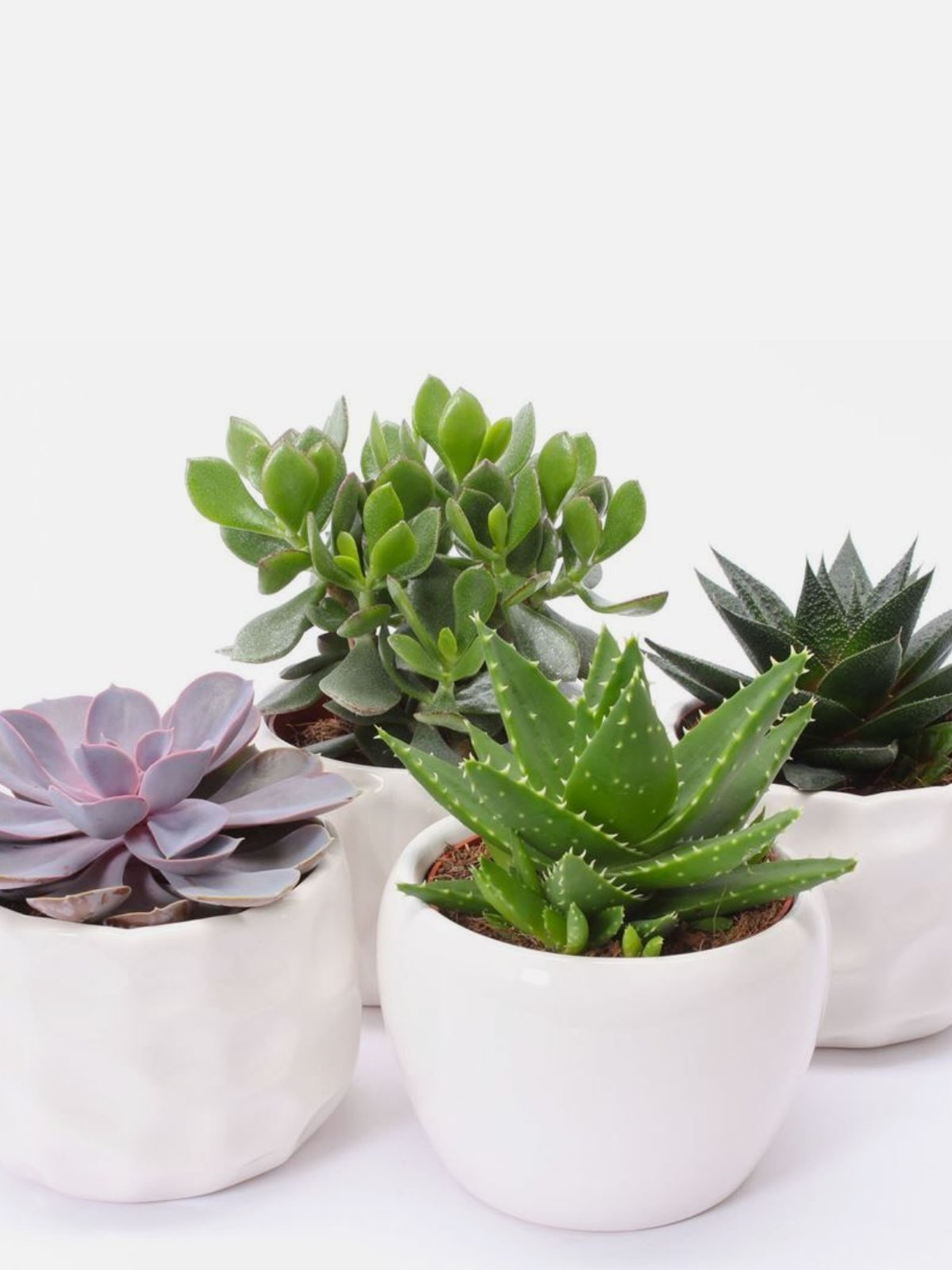 Succulent Pebble