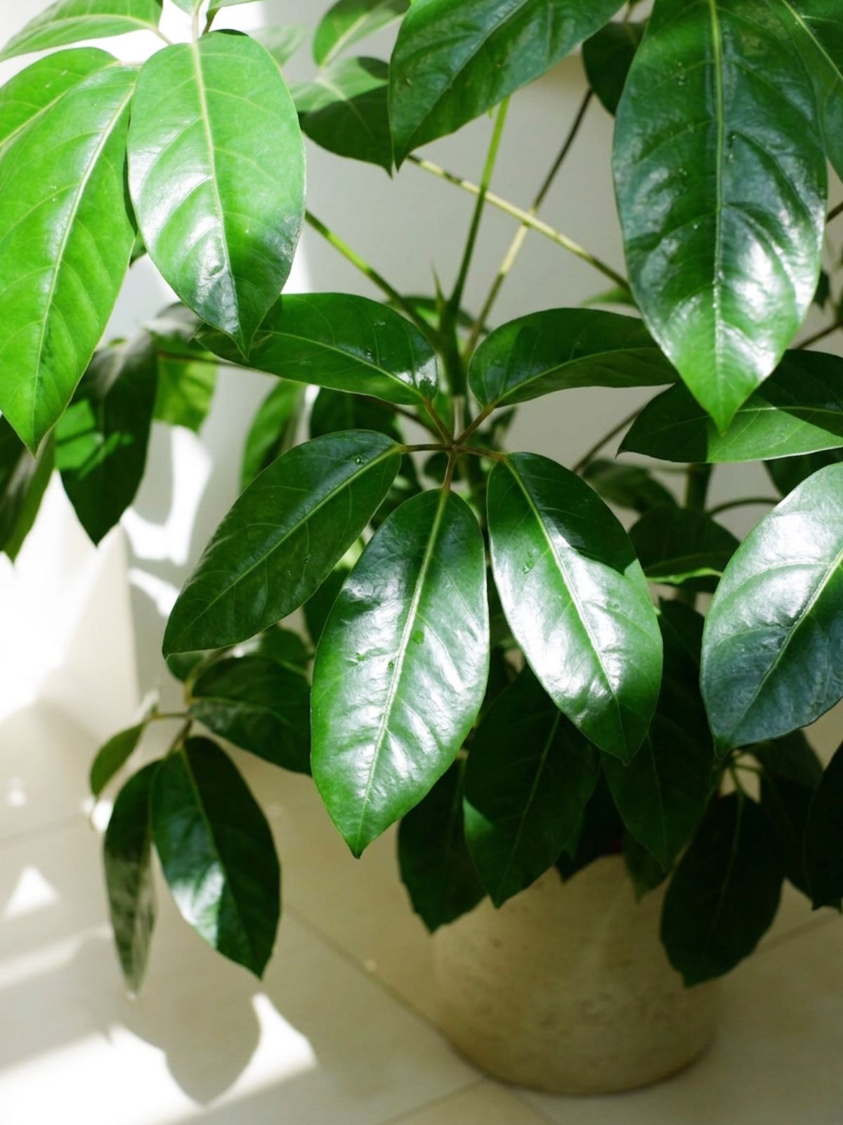 Schefflera Amate